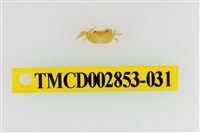 藏品(太魯閣澤蟹)的圖片